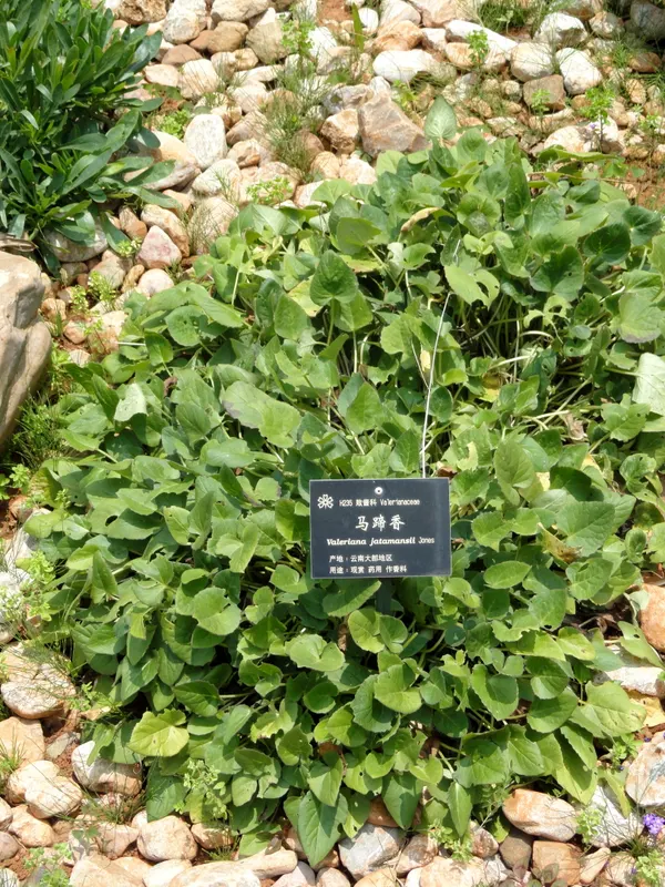 Valeriana wallichii