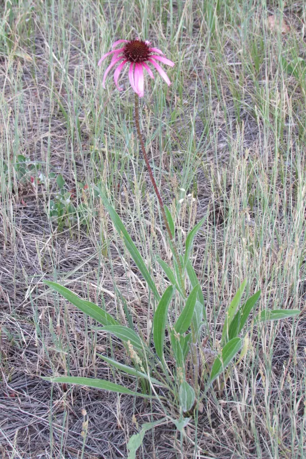Echinacea angustifolia