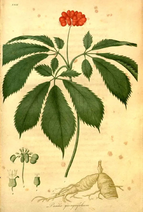 Panax quinquefolius