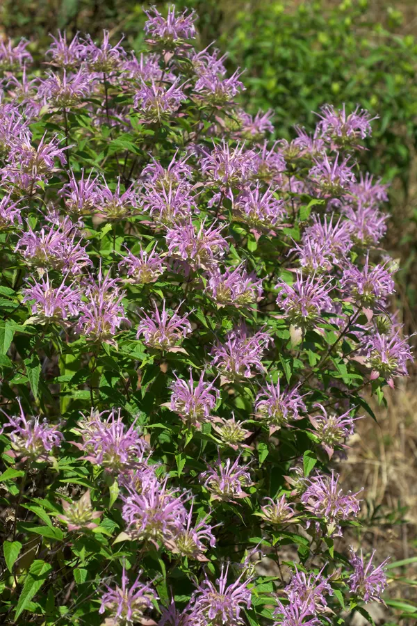 Monarda fistulosa