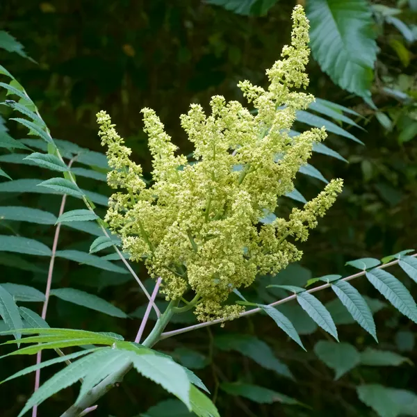 Rhus glabra
