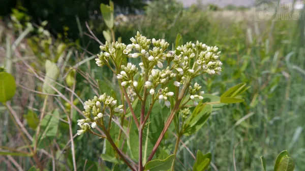 Apocynum cannabinum