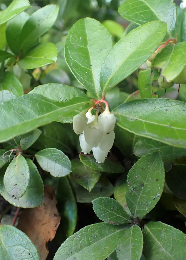 Gaultheria procumbens