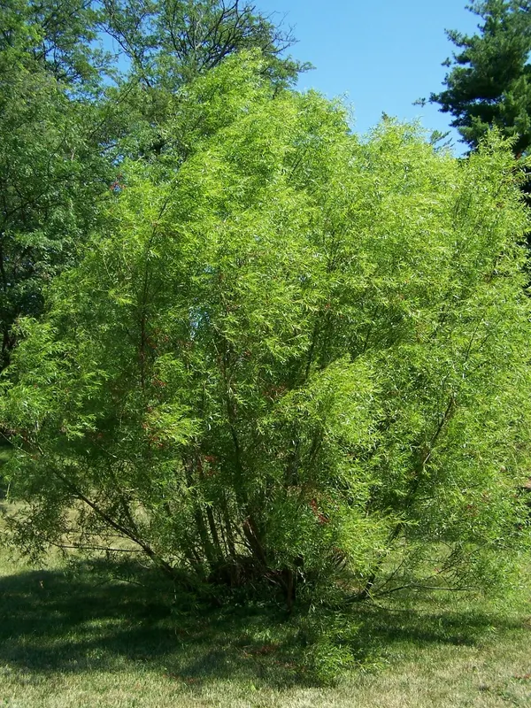 Salix nigra