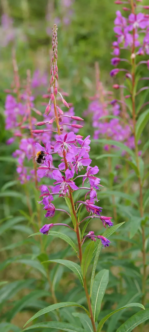 Chamerion angustifolium