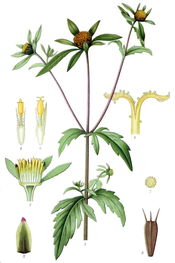 Bidens tripartita