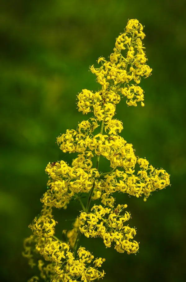 Galium verum
