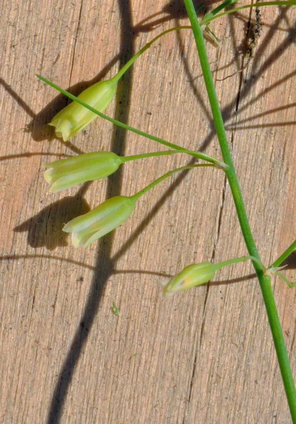 Asparagus officinalis