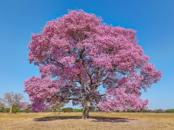 Handroanthus impetiginosus