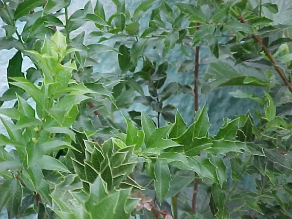Maytenus ilicifolia