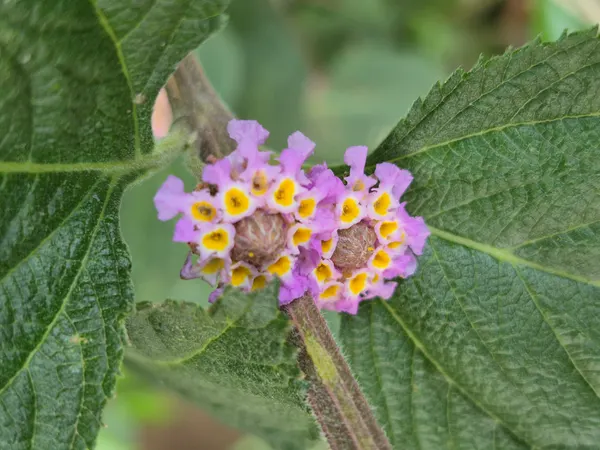 Lippia alba