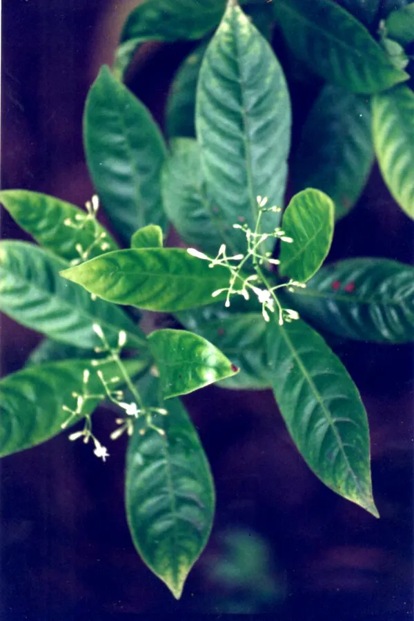 Psychotria viridis