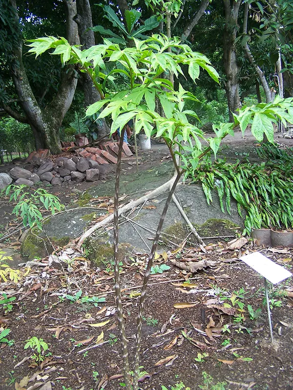 Dracontium loretense