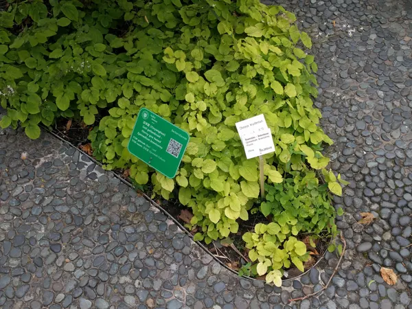 Epimedium brevicornu