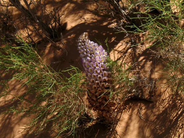 Cistanche deserticola