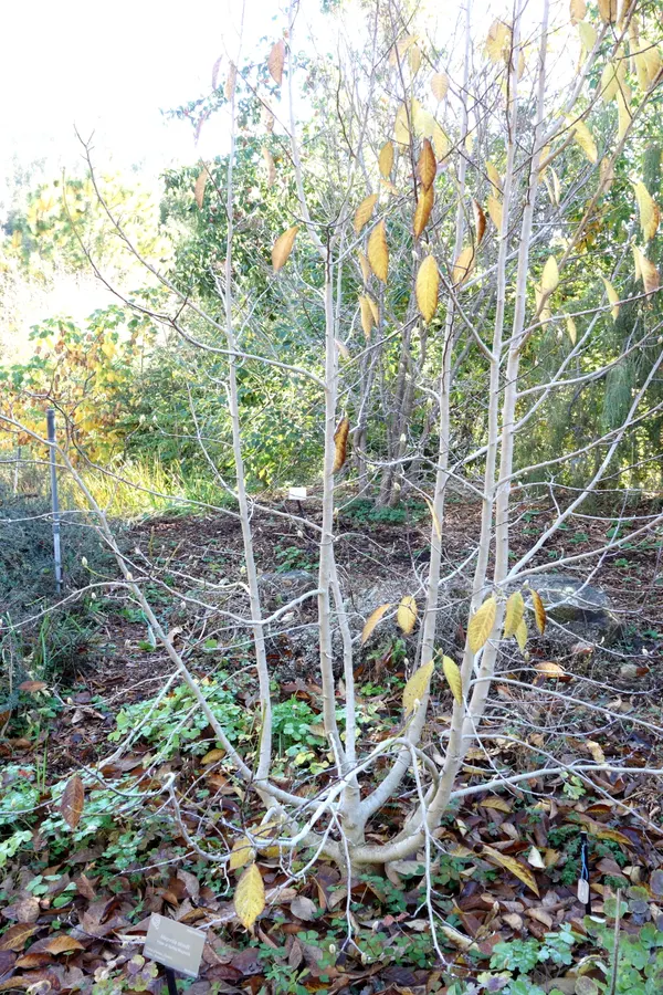 Magnolia biondii
