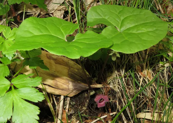 Asarum heterotropoides