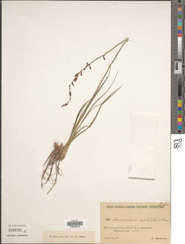Anemarrhena asphodeloides