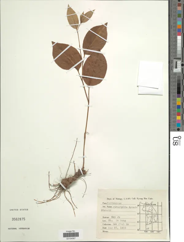 Atractylodes lancea