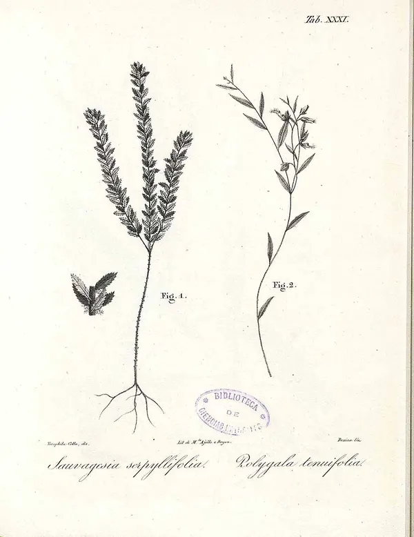 Polygala tenuifolia