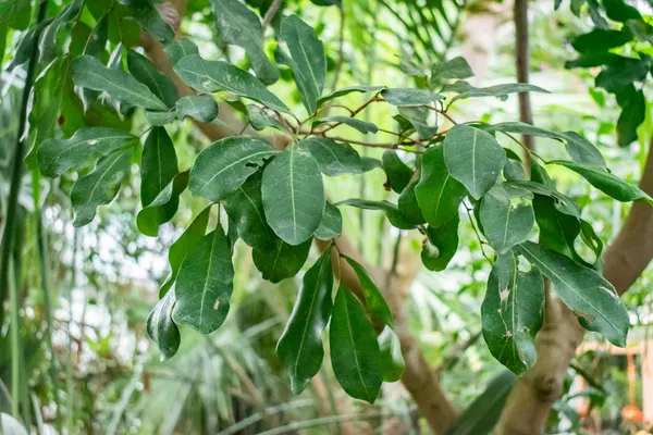 Zanthoxylum bungeanum