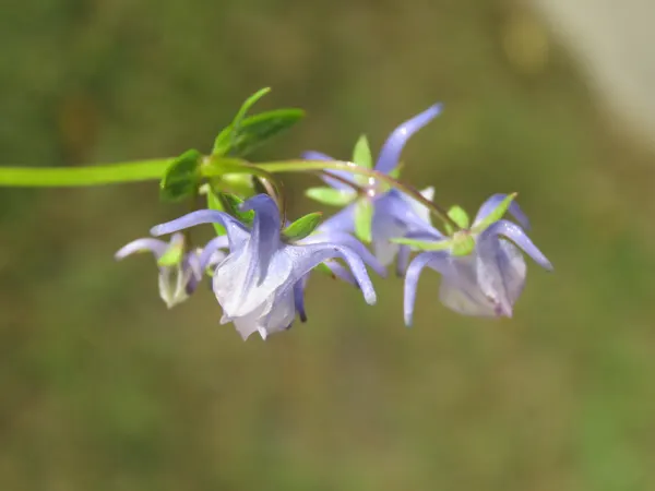 Halenia elliptica