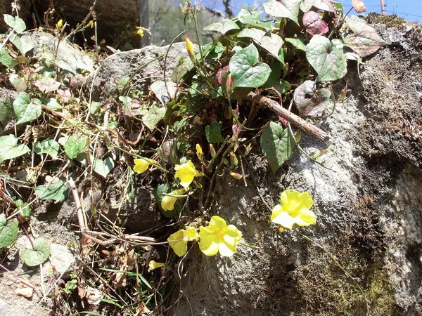 Herpetospermum pedunculosum