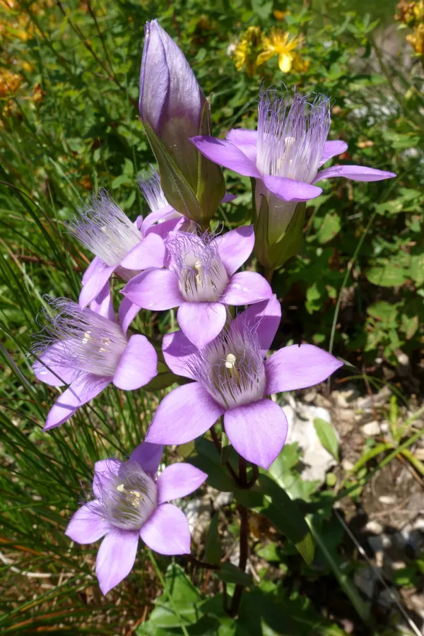 Gentianella