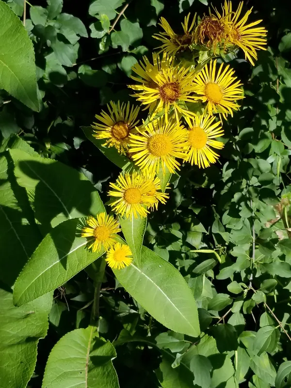 Inula racemosa