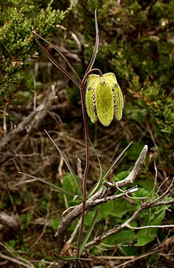 Fritillaria cirrhosa