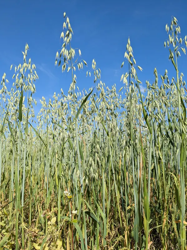 Avena sativa