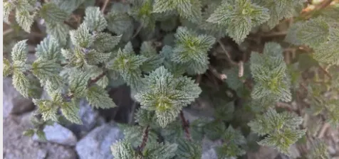Urtica hyperborea
