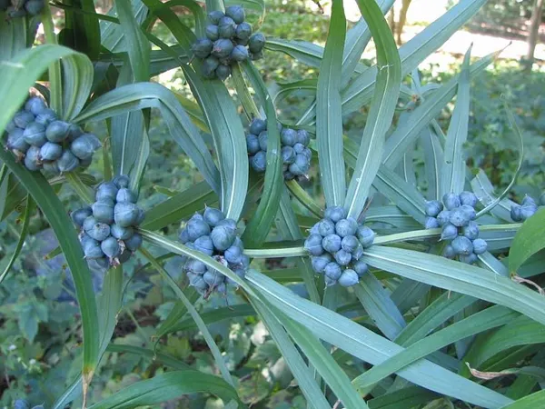 Polygonatum cirrhifolium