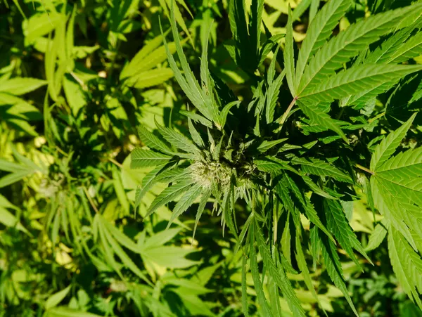 Cannabis sativa