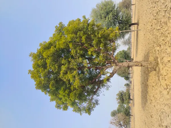 Azadirachta indica