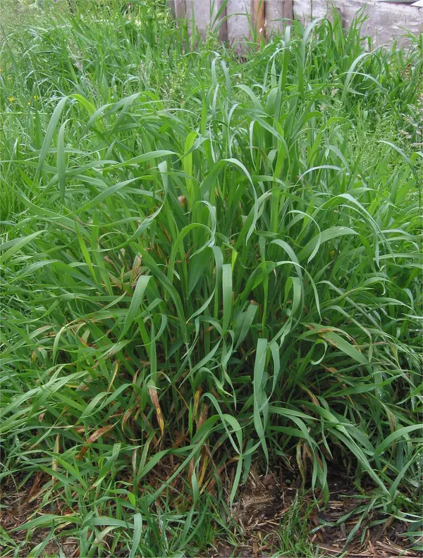 Elymus repens