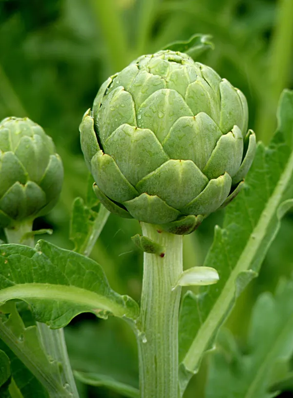 Cynara scolymus