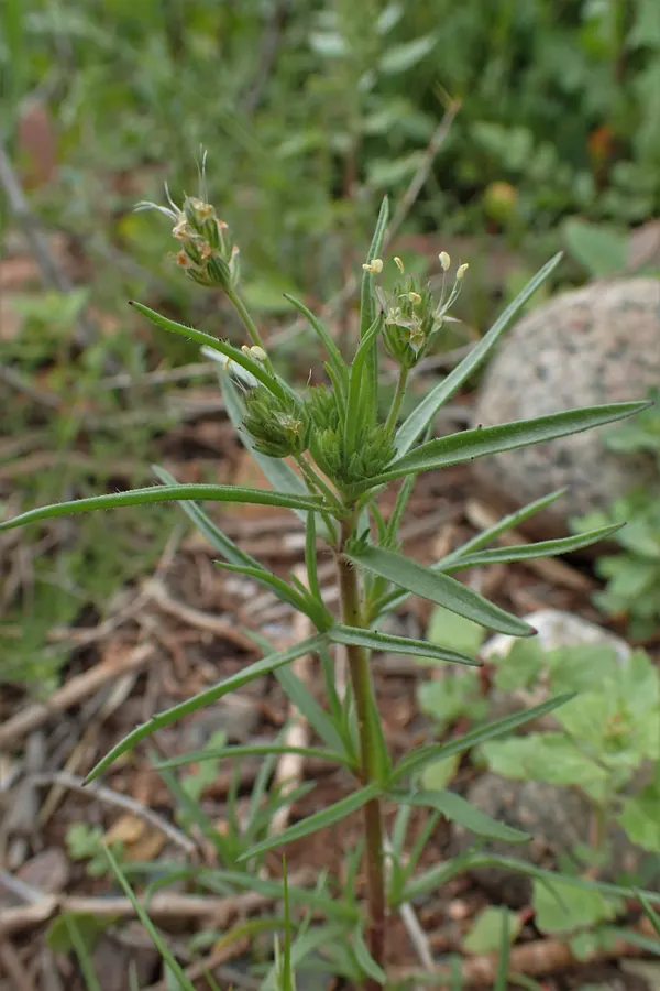 Plantago afra
