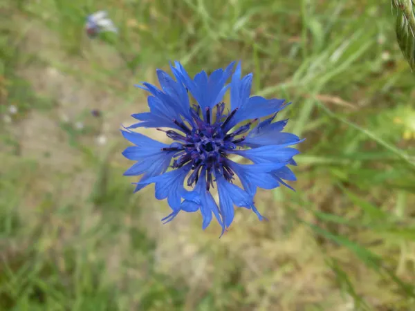 Centaurea cyanus