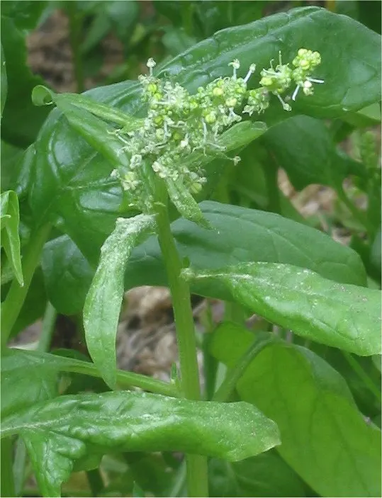 Spinacia oleracea