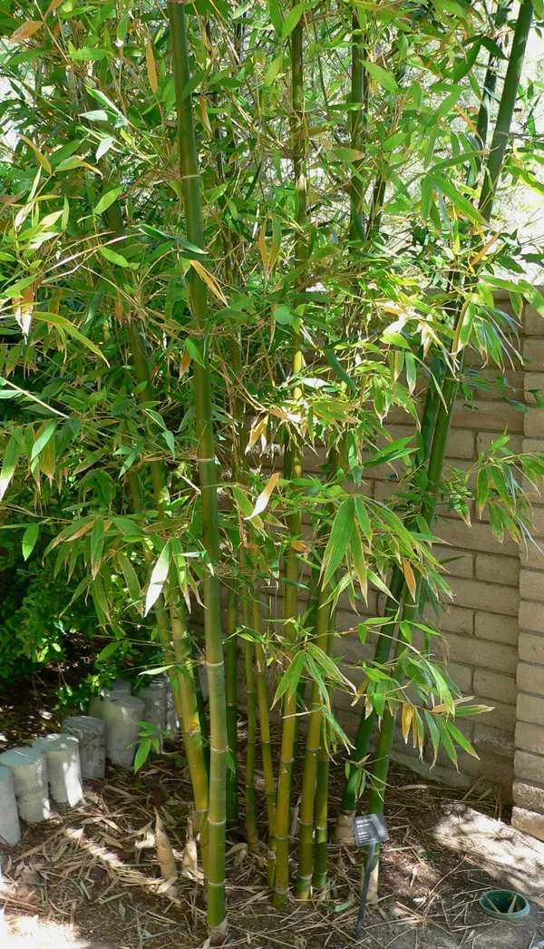 Bambusa