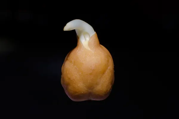 Cicer arietinum