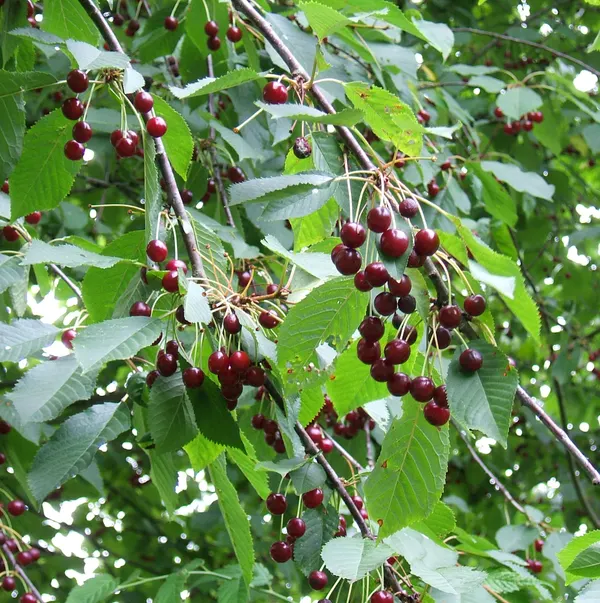 Prunus avium