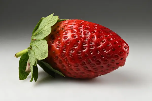Fragaria × ananassa