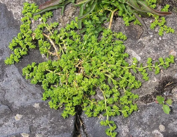 Herniaria glabra