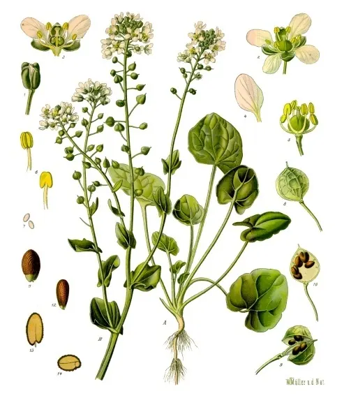 Cochlearia officinalis