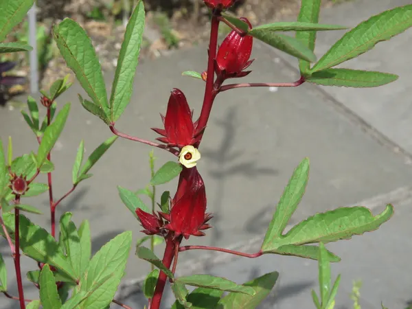 Hibiscus sabdariffa