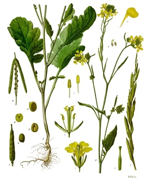 Brassica nigra