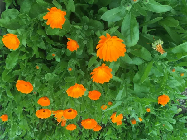 Calendula officinalis