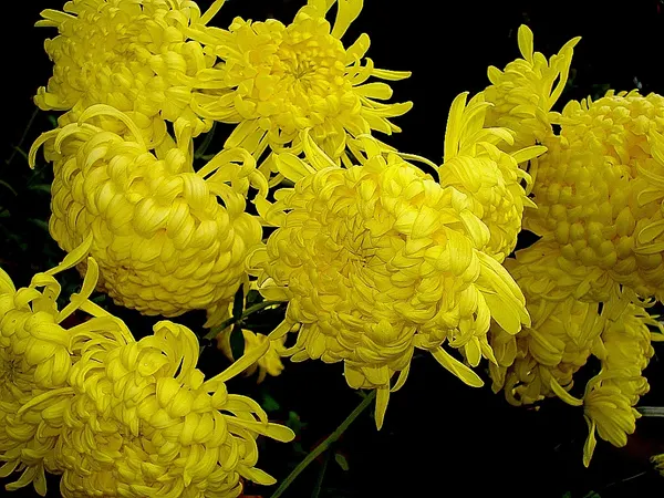 Chrysanthemum morifolium